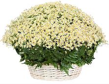 Цветочная композиция из Ромашки в корзине #REPLACE_PRED# Коростово
